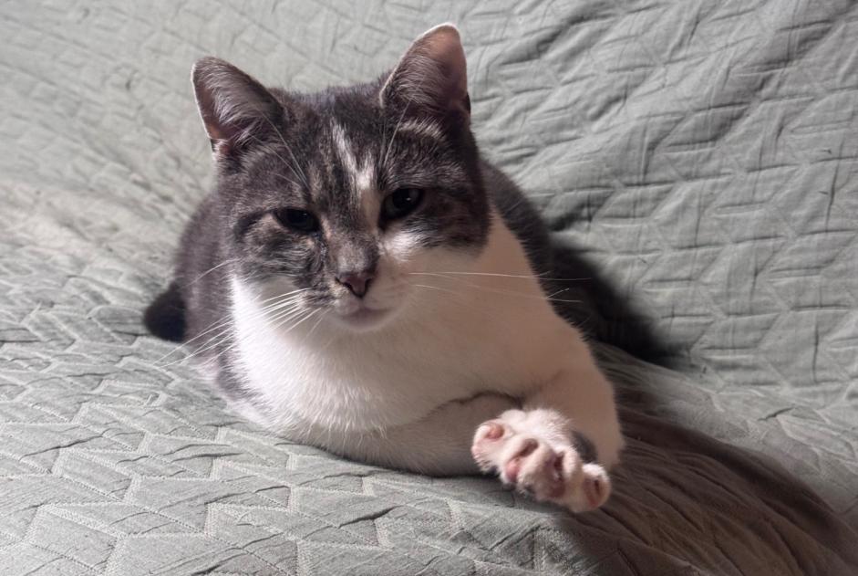 Vermisstmeldung Katze rassenmischung Weiblich , 2 jahre Zweisimmen Schweiz