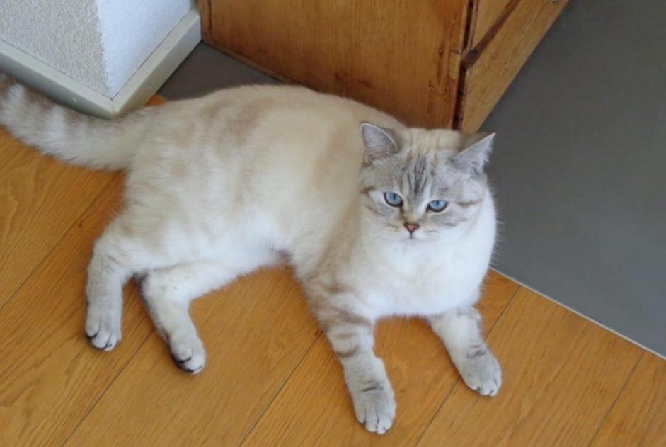 Vermisstmeldung Katze  Weiblich , 1 jahre Bernex Schweiz