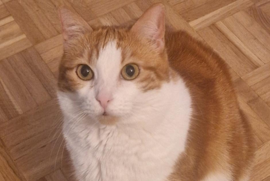 Vermisstmeldung Katze Weiblich , 10 jahre Chavannes-près-Renens Schweiz Vermisstmeldung Katze Weiblich , 10 jahre Chavannes-près-Renens Schweiz