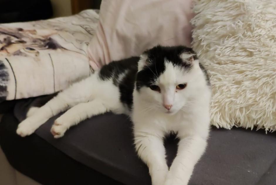 Disappearance alert Cat Male , 15 years Lausanne Switzerland Disappearance alert Cat Male , 15 years Lausanne Switzerland