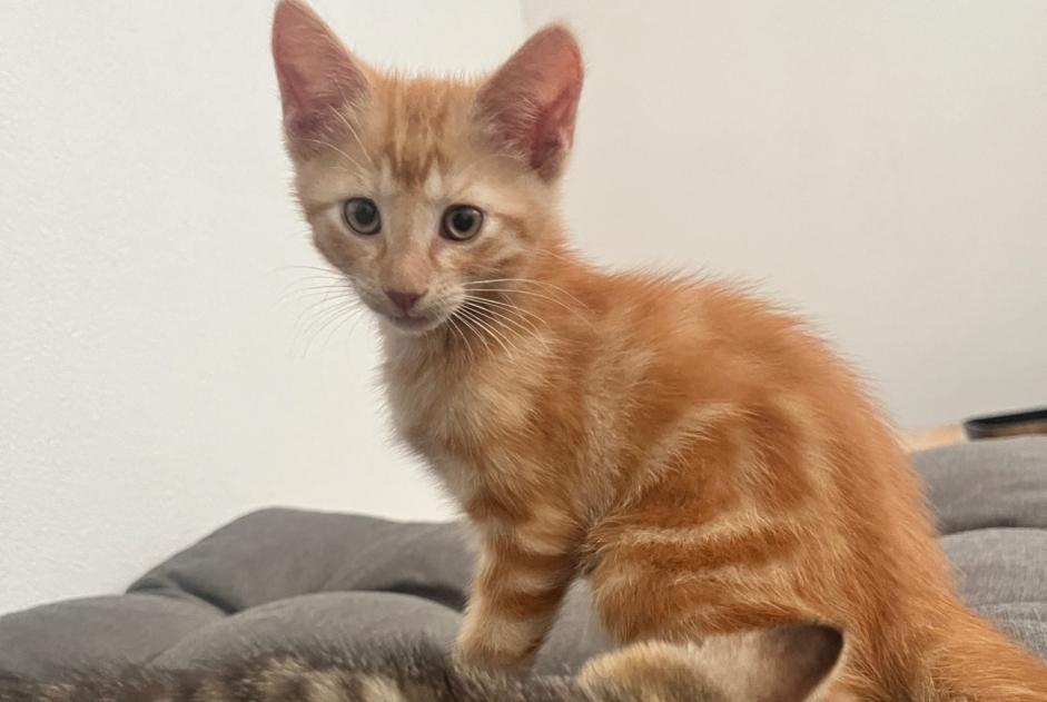 Alerta de Hallazgo Gato Macho , Entre 1 y 3 meses Fully Suiza Alerta de Hallazgo Gato Macho , Entre 1 y 3 meses Fully Suiza