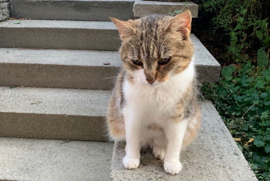 Alerte Découverte Chat Femelle Autigny Suisse Alerte Découverte Chat Femelle Autigny Suisse