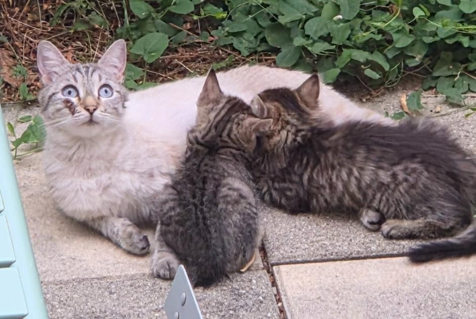 Alerte Découverte Chat Femelle Lausanne Suisse Alerte Découverte Chat Femelle Lausanne Suisse