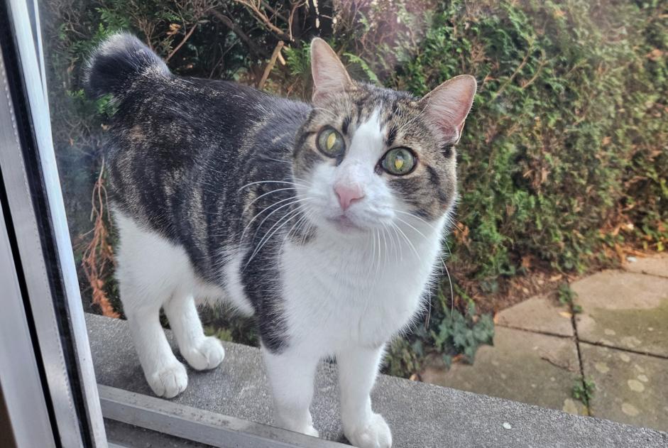 Alerte Découverte Chat Inconnu Lausanne Suisse Alerte Découverte Chat Inconnu Lausanne Suisse