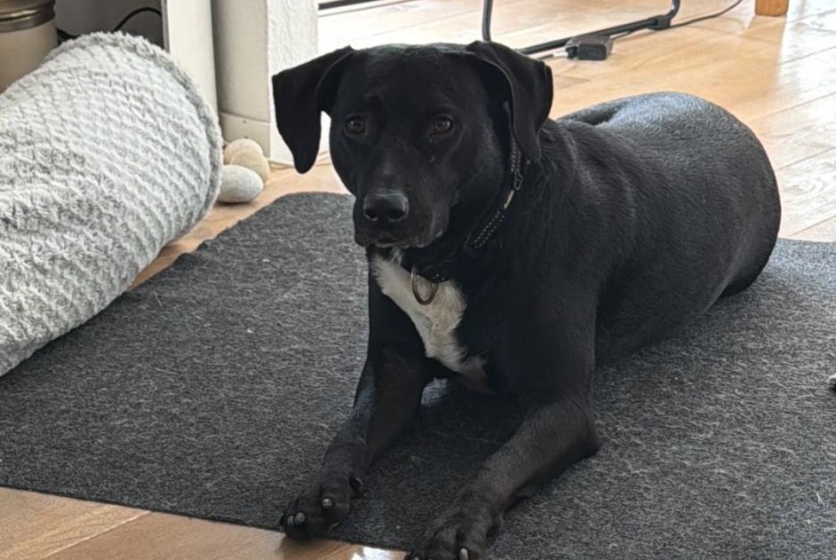 Alerta descoberta Cão cruzamento Fêmea Neuchâtel Switzerland