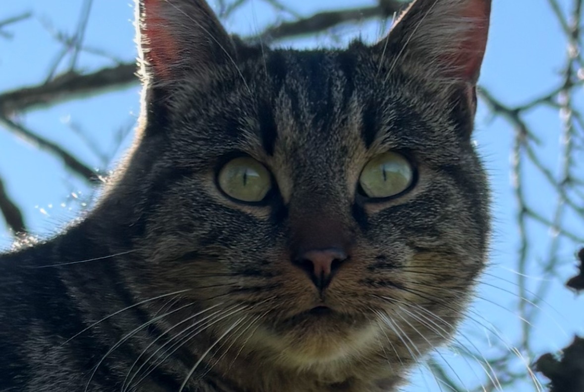 Alerta desaparecimento Gato cruzamento Macho , 1 anos Les Granges de Dompierre - VD Switzerland Alerta desaparecimento Gato cruzamento Macho , 1 anos Les Granges de Dompierre - VD Switzerland