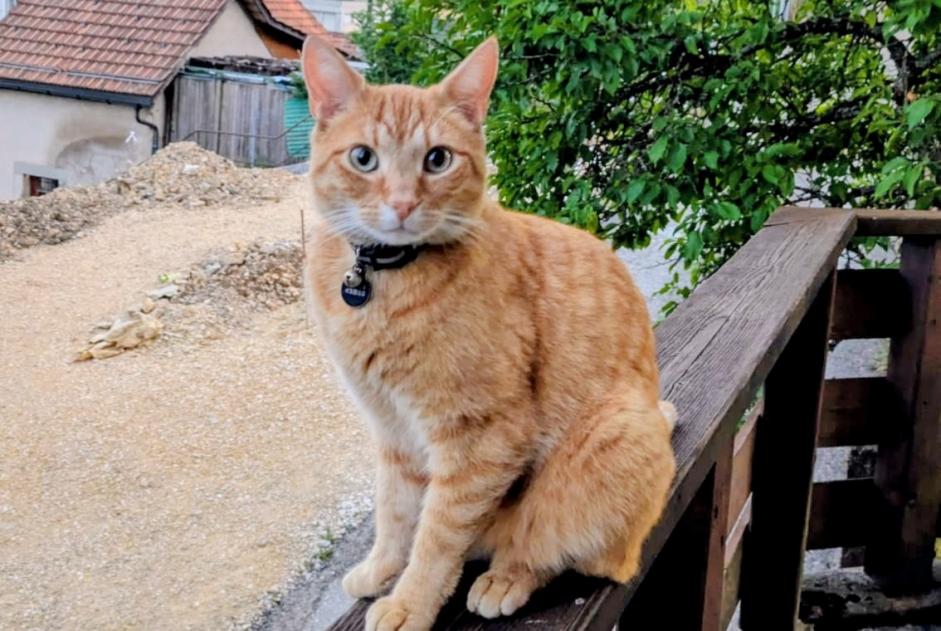 Alerta desaparecimento Gato cruzamento Macho , 3 anos Les Ponts-de-Martel Switzerland Alerta desaparecimento Gato cruzamento Macho , 3 anos Les Ponts-de-Martel Switzerland