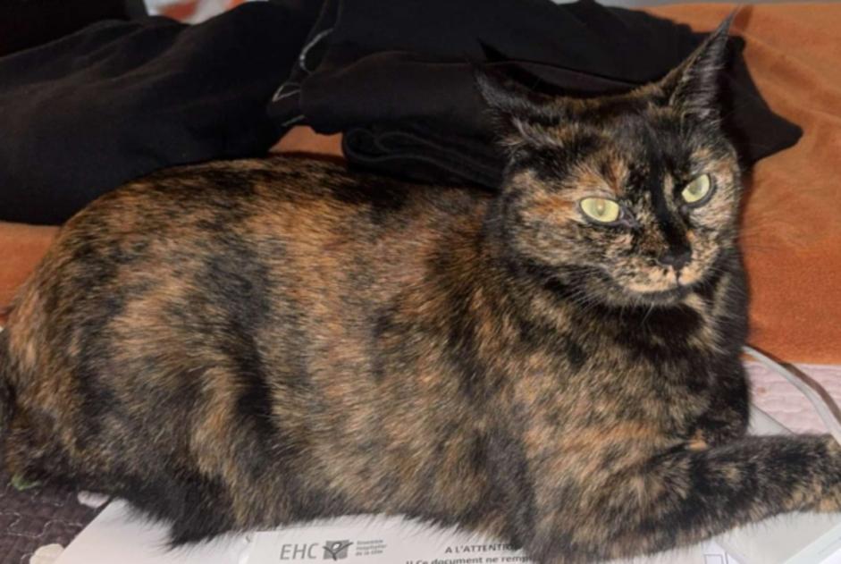 Alerta desaparecimento Gato  Fêmea , 2 anos Renens Switzerland