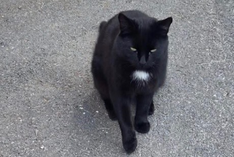 Alerta descoberta Gato Desconhecido Ollon Switzerland